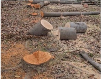 Un crimen en el Centro Olímpico: Fundación denuncia tala masiva de árboles
