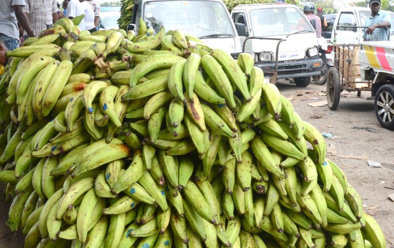 Precio del plátano se dispara en colmados y supermercados entre 25 y 50 pesos