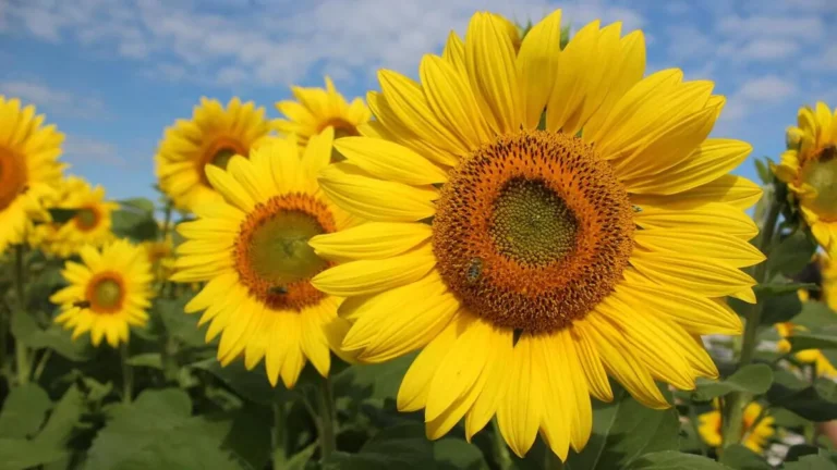 ¿Por qué se regalan flores amarillas el 21 de marzo?