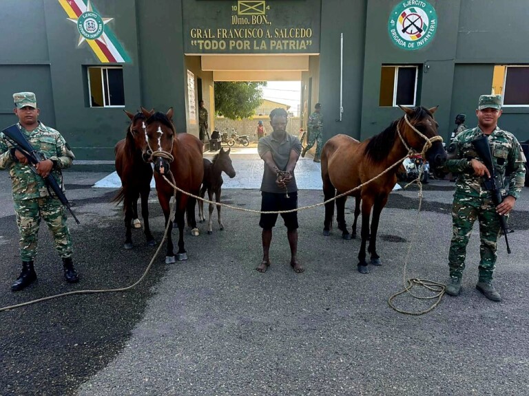 Ejército recupera animales robados localizados con drones en Dajabón