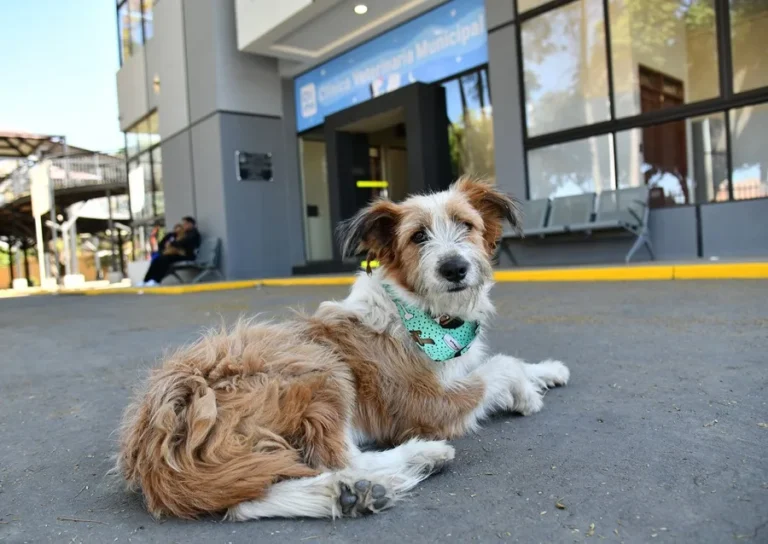 Inauguran la primera clínica pública para mascotas en Cochabamba en el corazón de Bolivia