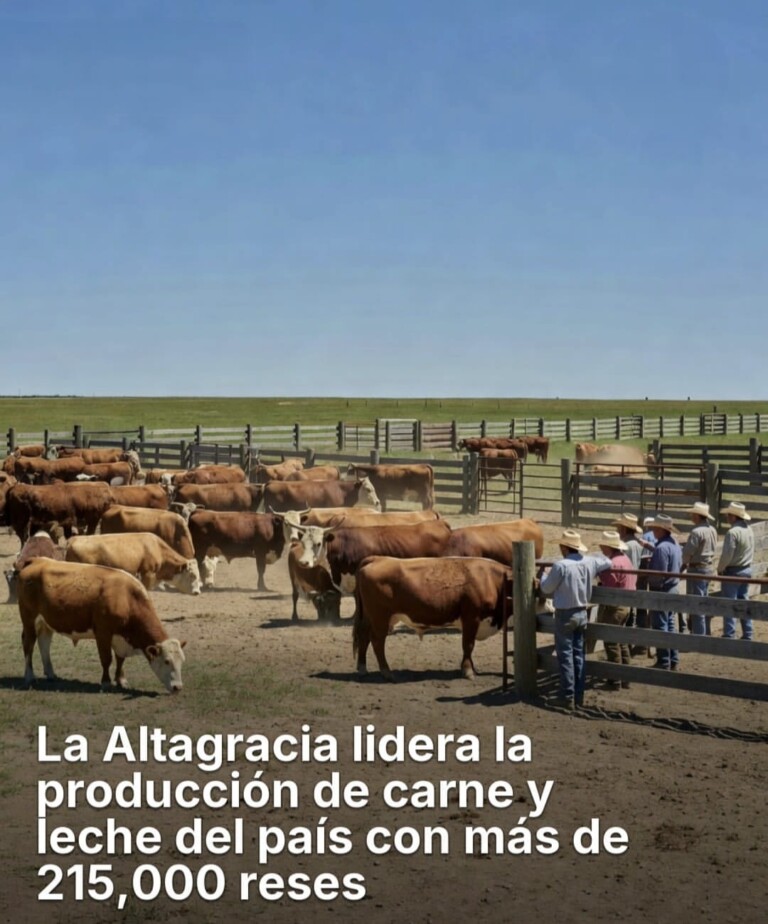 🐄 La Altagracia lidera producción de carne y leche con más de 215 mil cabezas de ganado