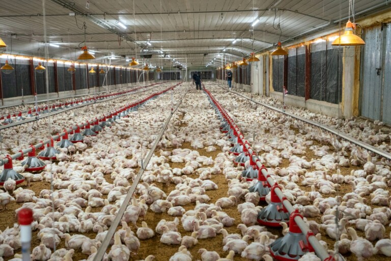La ADA reporta aumento de producción avícola y advierte presión por mayores costos